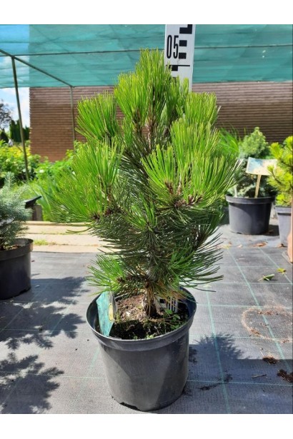 Сосна Гельдрейха / белокорая Компакт Джем - 5л/вис.40-45см/Ø20-25см